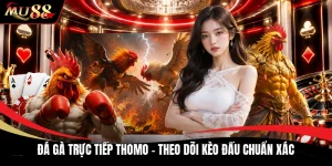 Đá Gà Trực Tiếp Thomo - Theo Dõi Kèo Đấu Chuẩn Xác